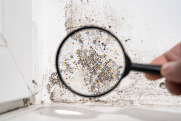 Why You Should Choose Our Mold Remediation Services in Candlewick Lake, IL